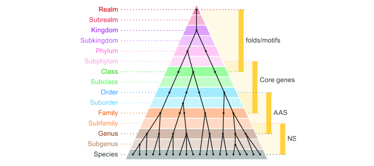 Universal virus taxonomy
