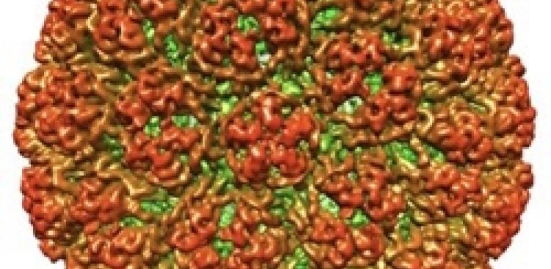 cauliflower mosaic virus 