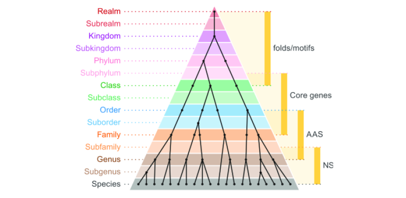 Universal virus taxonomy