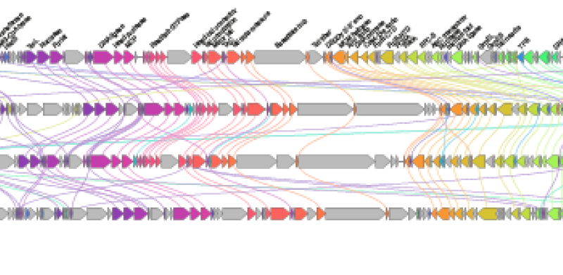 Aoguangviridae genome
