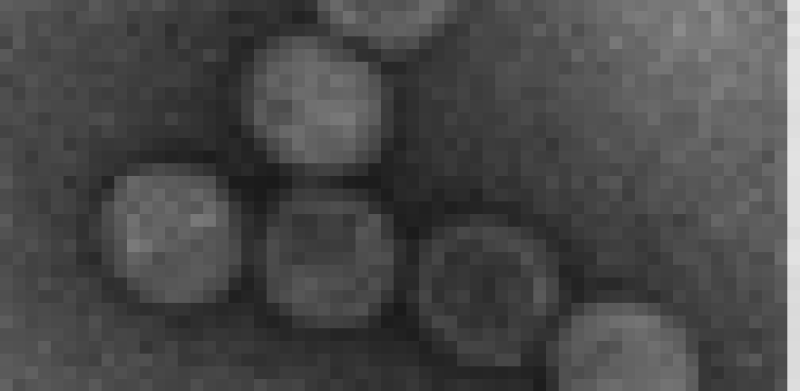 Simuloviridae virion