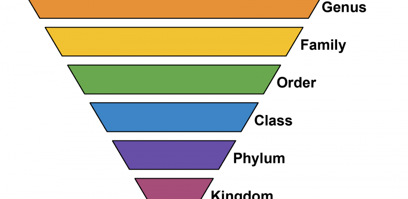 Taxonomic Ranks