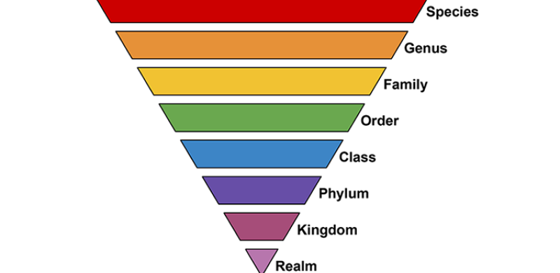 Taxonomic Ranks