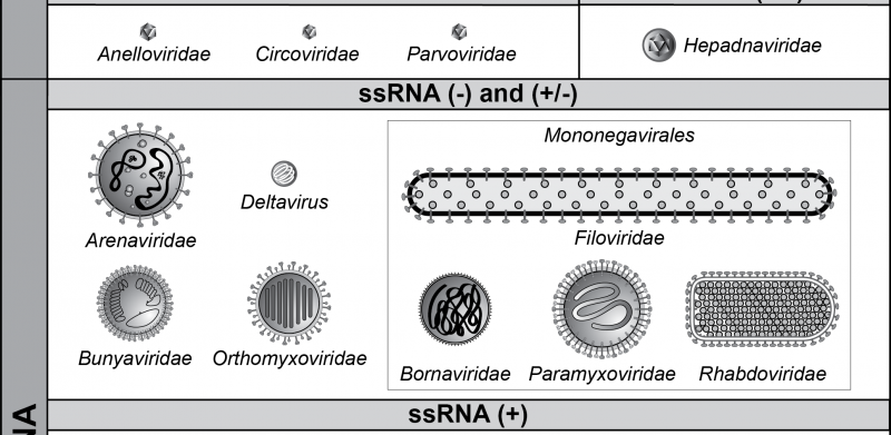 Virus Diagrams
