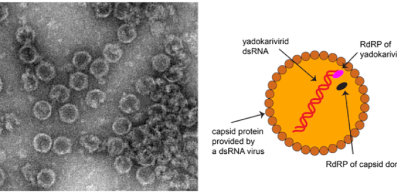 Yadokariviridae