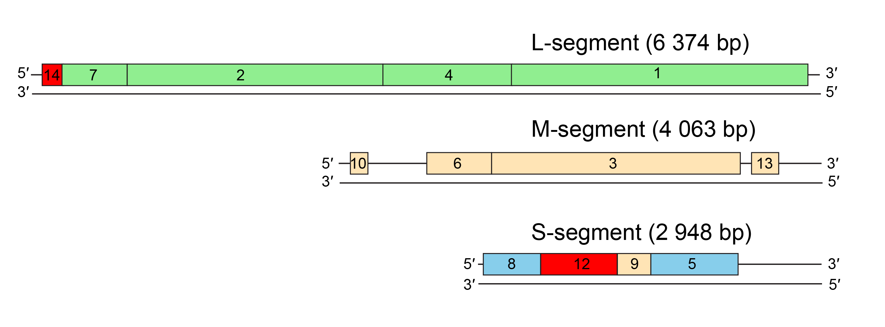 Genome organisation Cystoviridae
