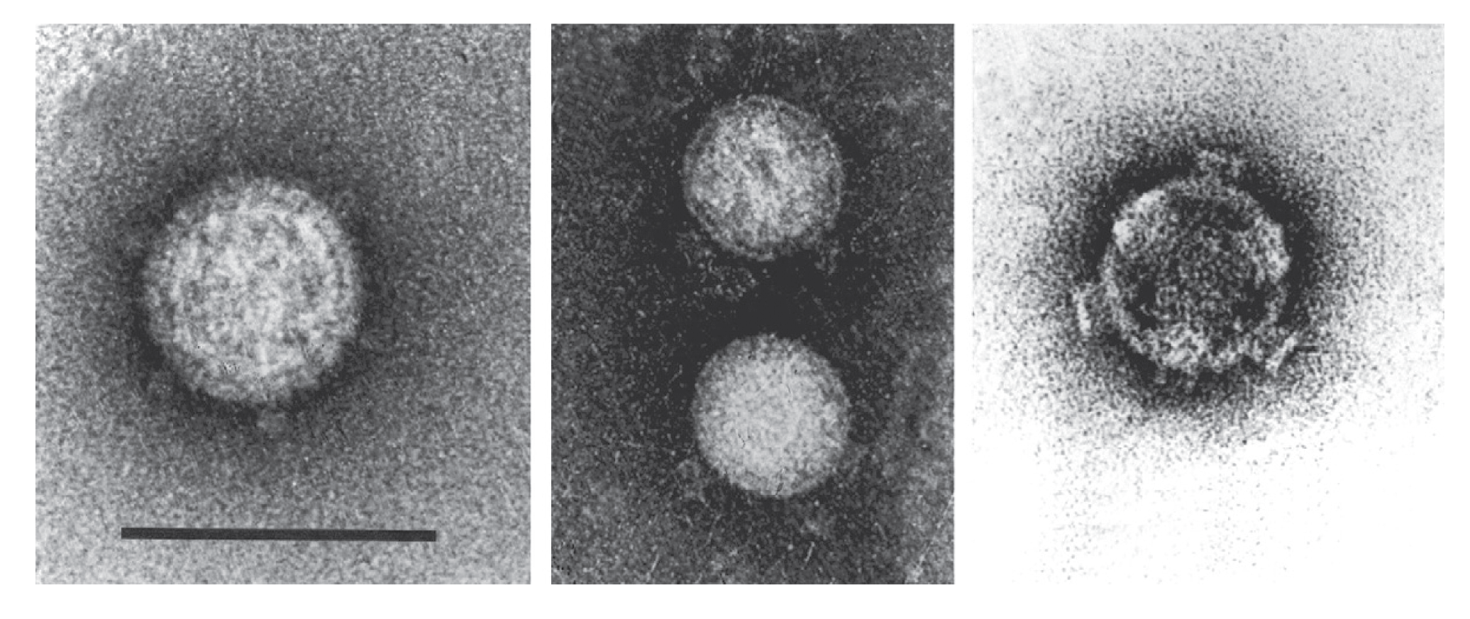 Figure 1. Fijivirus 