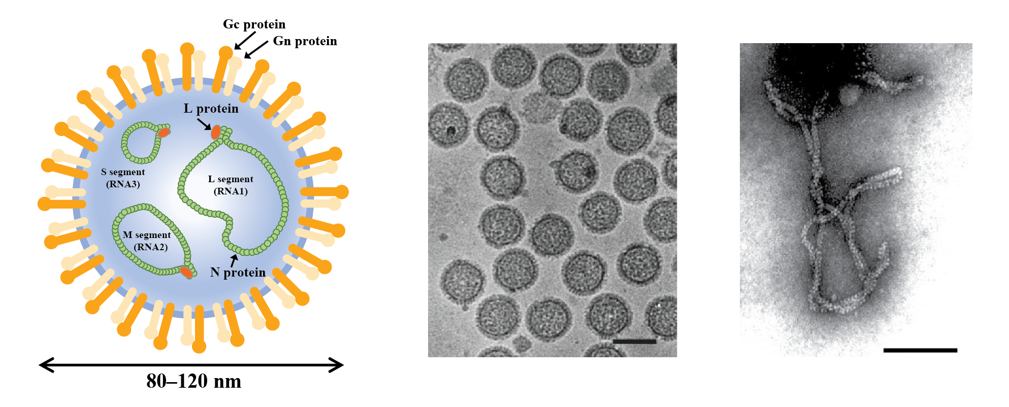 Phenuiviridae virion