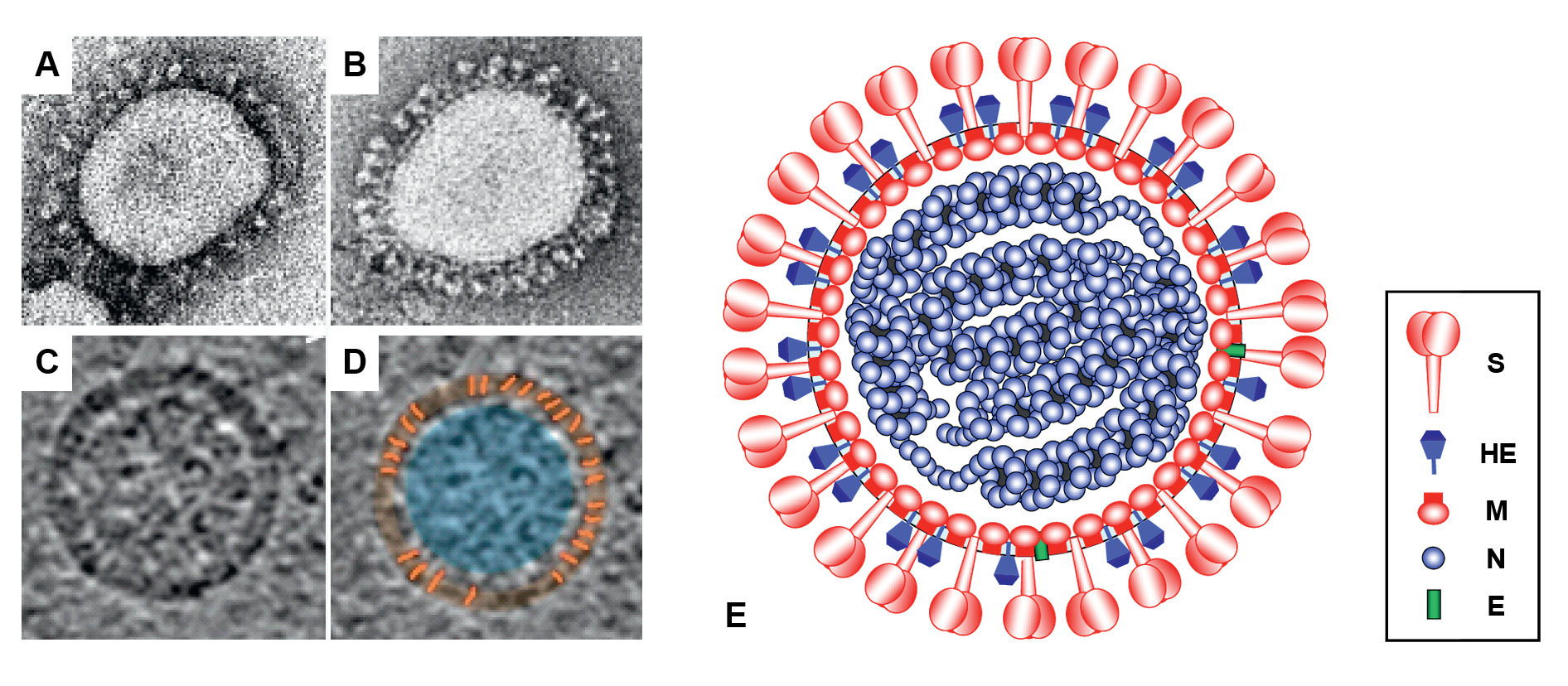 Coronaviridae virion EM and schematic