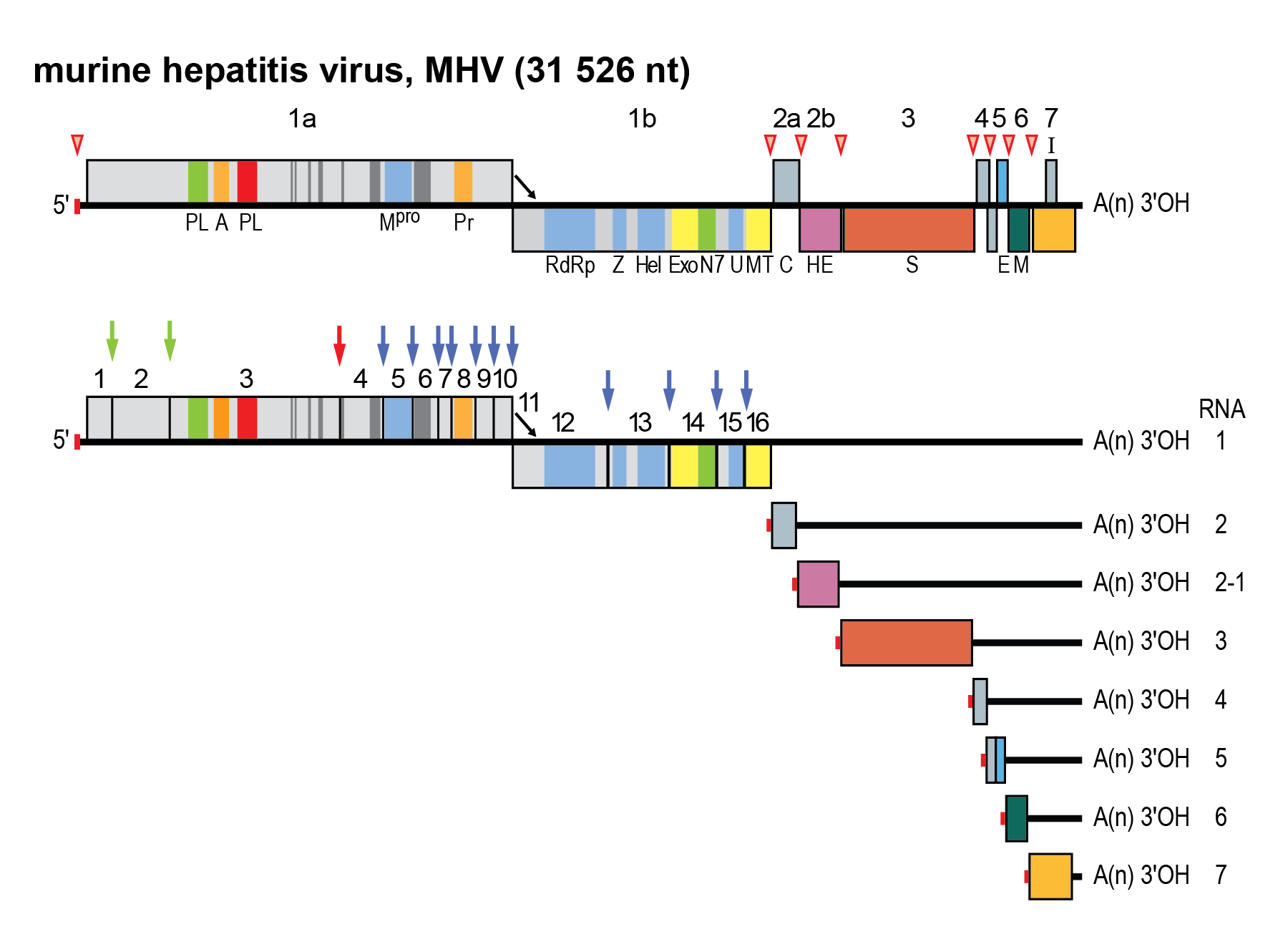 Coronaviridae: genome organisation