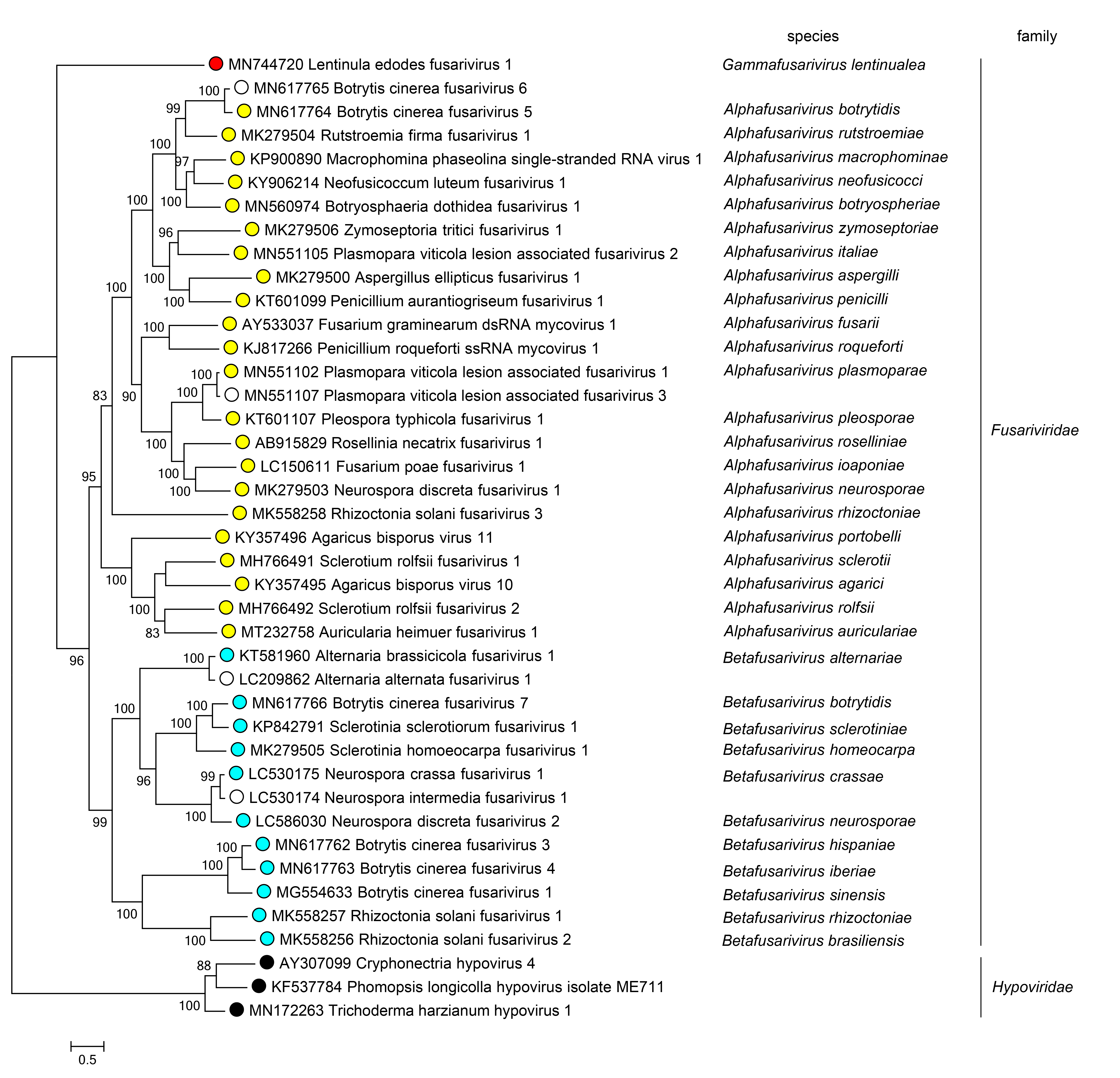 Fusarivirdae phylogeny