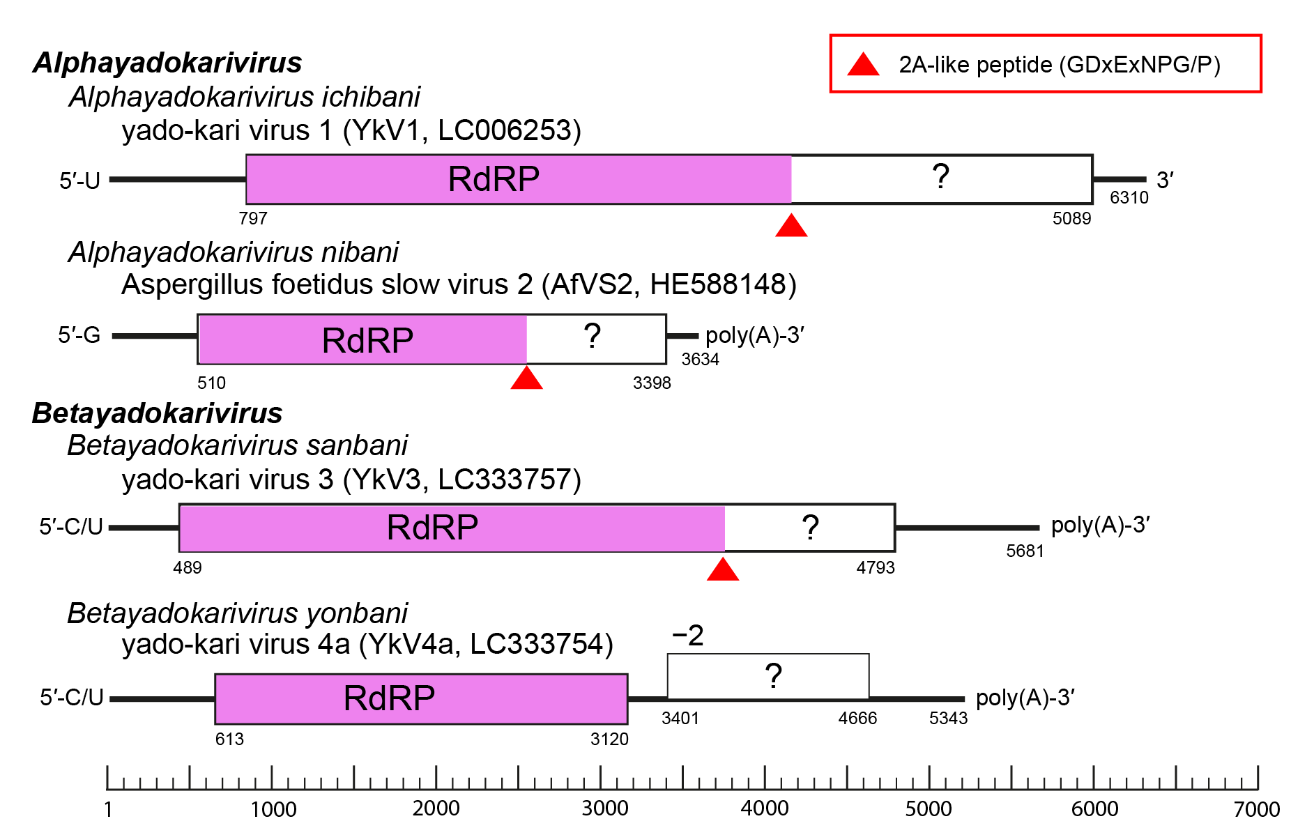 Yadokariviridae - genome organisation